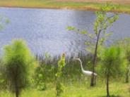 Heron in reeds at a lake