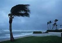 palm tree bending in the wind of a hurricane